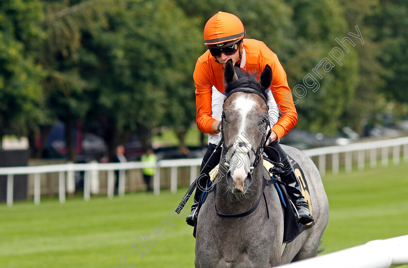 Grey-Cuban-0001 
 GREY CUBAN (James Doyle)
Newmarket 28 Jul 2023 - Pic Steven Cargill / Racingfotos.com