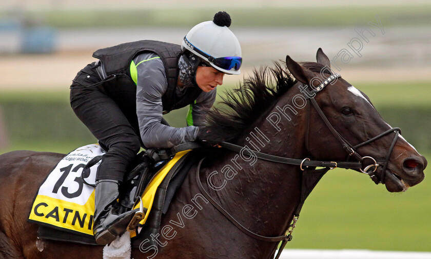 Catnip-0002 
 CATNIP training for The Dubai Turf
Meydan Dubai 26 Mar 2024 - Pic Steven Cargill / Racingfotos.com