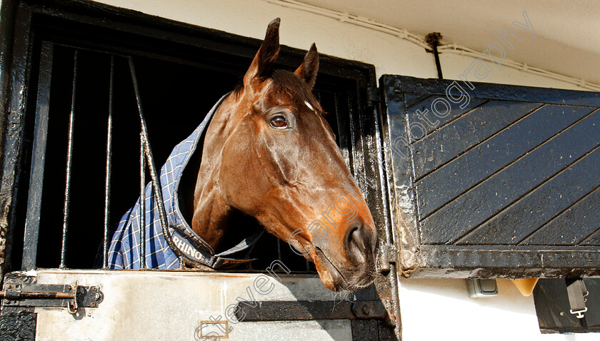 Might-Bite-0002 
 MIGHT BITE at the stables of Nicky Henderson, Lambourn 6 Feb 2018 - Pic Steven Cargill / Racingfotos.com