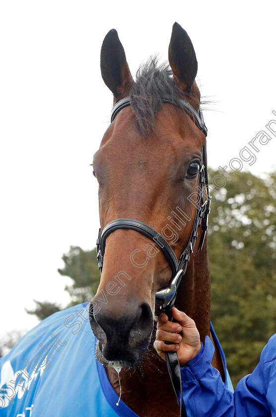 Dance-Sequence-0005 
 DANCE SEQUENCE winner of The Godolphin Lifetime Care Oh So Sharp Stakes
Newmarket 13 Oct 2023 - Pic Steven Cargill / Racingfotos.com