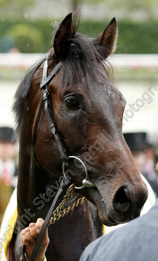 Arizona-0007 
 ARIZONA (Ryan Moore) after The Coventry Stakes
Royal Ascot 18 Jun 2019 - Pic Steven Cargill / Racingfotos.com