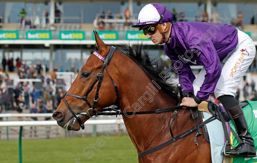 Raadobarg-0002 
 RAADOBARG (Kevin Stott)
Newmarket 18 Apr 2023 - Pic Steven Cargill / Racingfotos.com