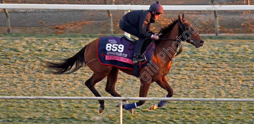 Living-In-The-Past-0001 
 LIVING IN THE PAST training for The Breeders' Cup Juvenile Fillies Turf
Santa Anita USA 31 Oct 2019 - Pic Steven Cargill / Racingfotos.com