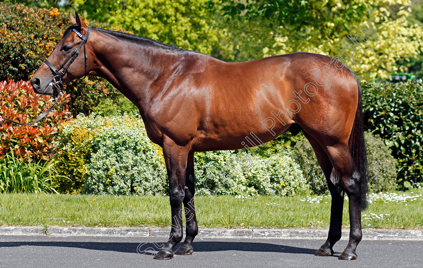 Massaat-0003 
 MASSAAT Shadwell Stud 8 May 2018 - Pic Steven Cargill / Racingfotos.com