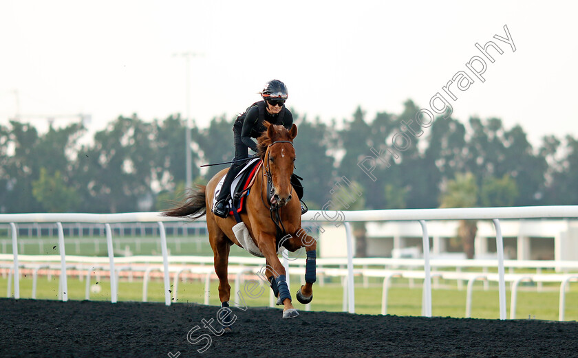 Traila-0003 
 TRAILA training at the Dubai Racing Carnival 
Meydan 4 Jan 2024 - Pic Steven Cargill / Racingfotos.com