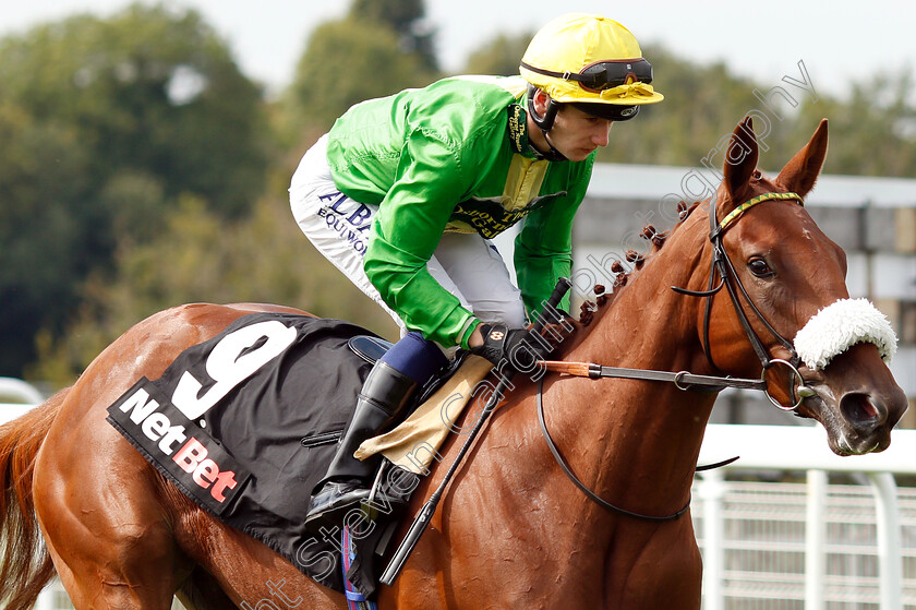 Pempie-0001 
 PEMPIE (Oisin Murphy)
Goodwood 4 Sep 2018 - Pic Steven Cargill / Racingfotos.com