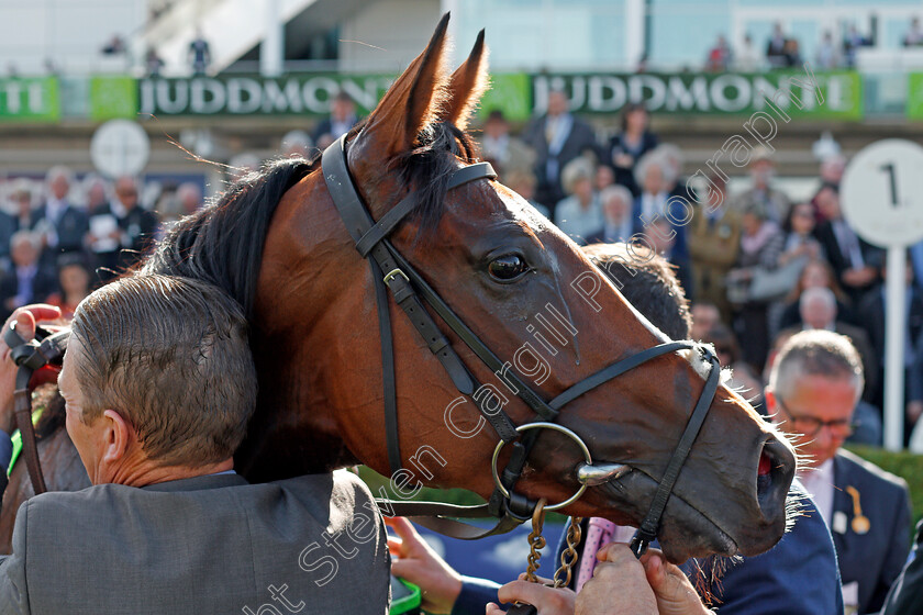 Clemmie-0007 
 CLEMMIE after The Juddmonte Cheveley Park Stakes Newmarket 30 Sep 2017 - Pic Steven Cargill / Racingfotos.com