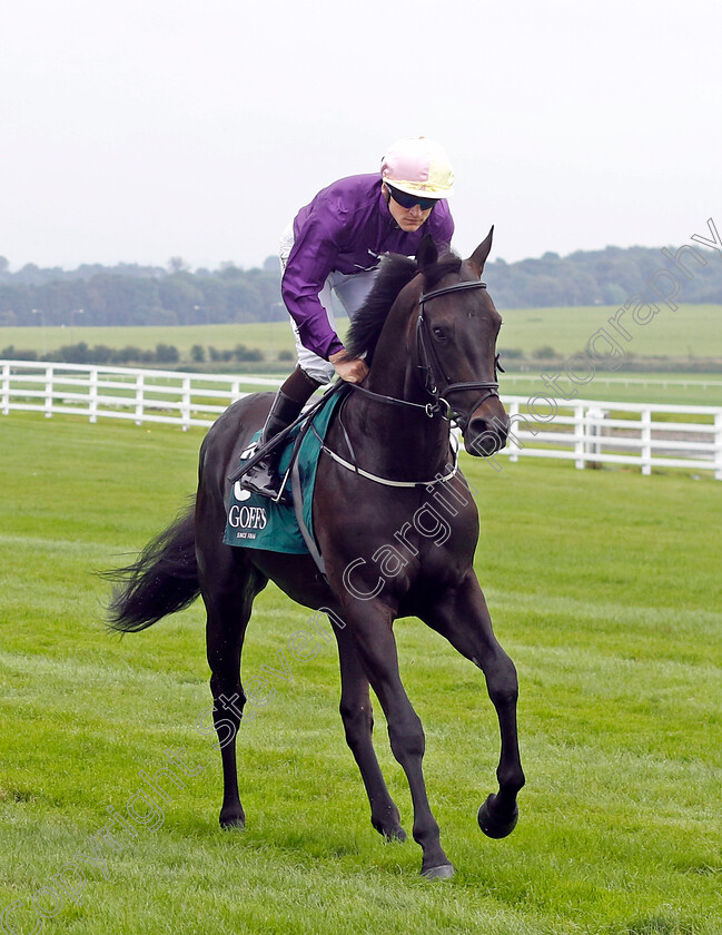 Cuban-Thunder-0001 
 CUBAN THUNDER (Gary Halpin)
The Curragh 10 Sep 2023 - Pic Steven Cargill / Racingfotos.com