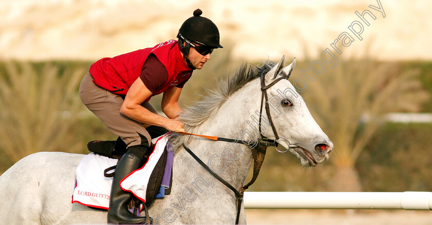 Lord-Glitters-0001 
 LORD GLITTERS training for the Bahrain International Trophy
Rashid Equestrian & Horseracing Club, Bahrain, 18 Nov 2020