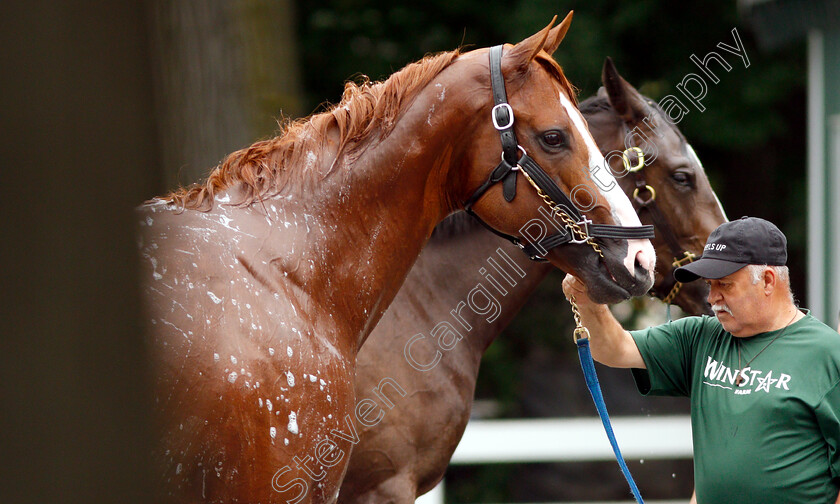 Justify-0020 
 JUSTIFY after exercising in preparation for The Belmont Stakes
Belmont Park USA 7 Jun 2018 - Pic Steven Cargill / Racingfotos.com