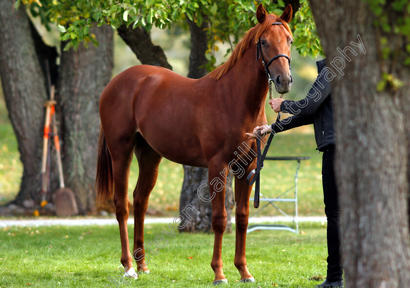 Stockholm-Yearling-Sale-0008 
 Lot 090, a colt by Kingston Hill, before Stockholm Yearling Sale
Bro, Sweden 22 Sep 2018 - Pic Steven Cargill / Racingfotos.com