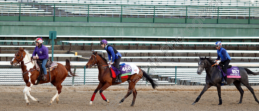 Polydream-and-Lily s-Candle-0001 
 POLYDREAM (centre) and LILY'S CANDLE (right) exercising ahead of The Breeders' Cup
Churchill Downs USA 31 Oct 2018 - Pic Steven Cargill / Racingfotos.com