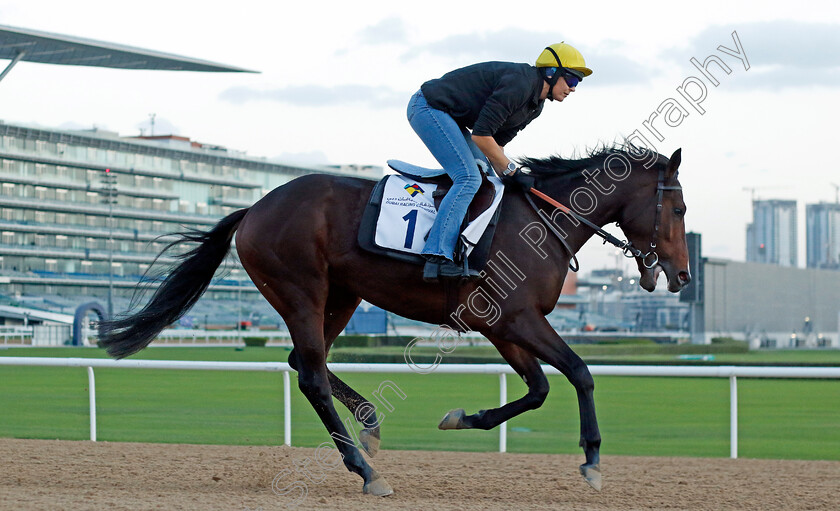 Channagide-0001 
 CHANNAGIDE training at the Dubai Racing Carnival 
Meydan 2 Jan 2025 - Pic Steven Cargill / Racingfotos.com