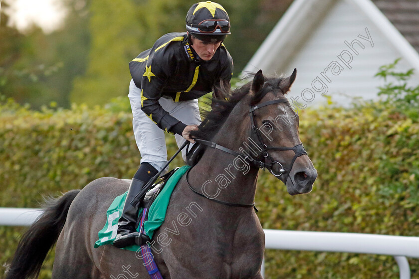 Cock-And-Bull-0001 
 COCK AND BULL (Dylan Hogan)
Kempton 8 Sep 2023 - Pic Steven Cargill / Racingfotos.com