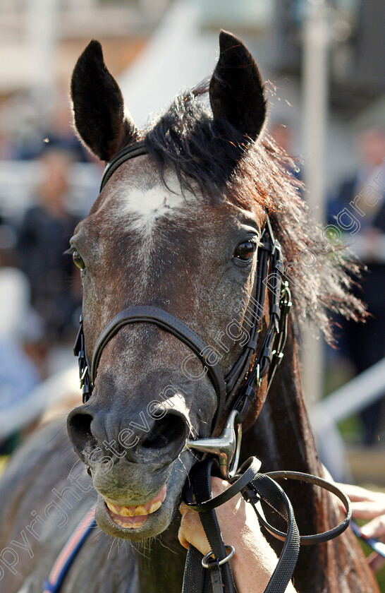 Roaring-Lion-0008 
 ROARING LION after The Juddmonte Royal Lodge Stakes Newmarket 30 Sep 2017 - Pic Steven Cargill / Racingfotos.com