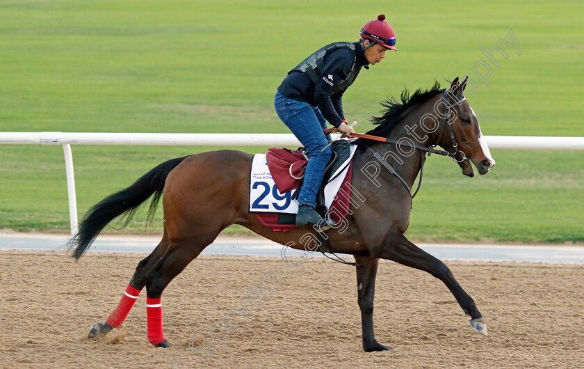 Lunatick-0001 
 LUNATICK training at the Dubai Racing Carnival 
Meydan 2 Jan 2025 - Pic Steven Cargill / Racingfotos.com