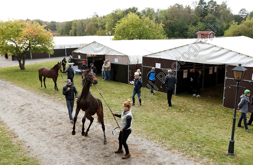 Stockholm-Yearling-Sale-0013 
 Scene before the Stockholm Yearling Sale
Bro, Sweden 22 Sep 2018 - Pic Steven Cargill / Racingfotos.com