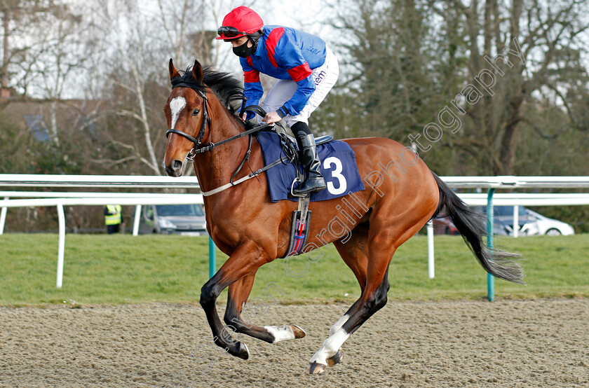 Knight-Of-Kings-0001 
 KNIGHT OF KINGS (P J McDonald)
Lingfield 27 Feb 2021 - Pic Steven Cargill / Racingfotos.com