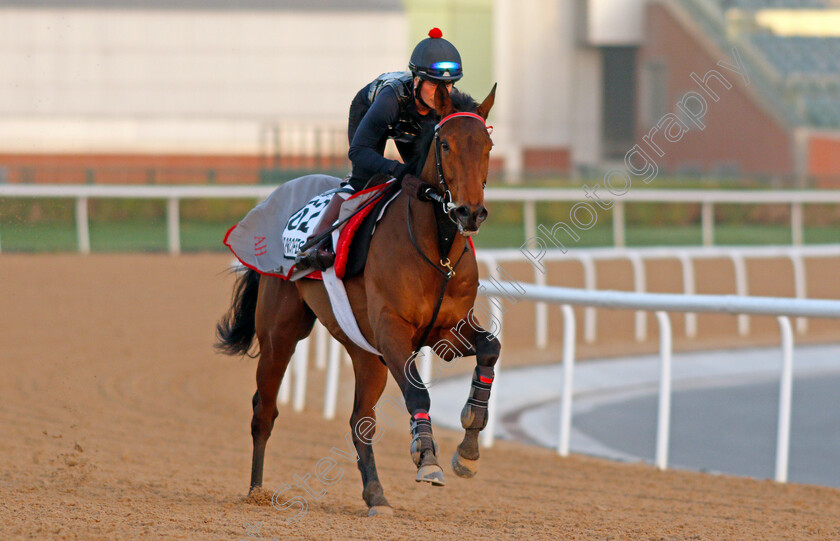 Mr-Professor-0002 
 MR PROFESSOR exercising for trainer Alice Haynes
Meydan, Dubai, 3 Feb 2022 - Pic Steven Cargill / Racingfotos.com