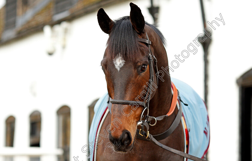 Altior-0012 
 ALTIOR at the stables of Nicky Henderson, Lambourn 6 Feb 2018 - Pic Steven Cargill / Racingfotos.com