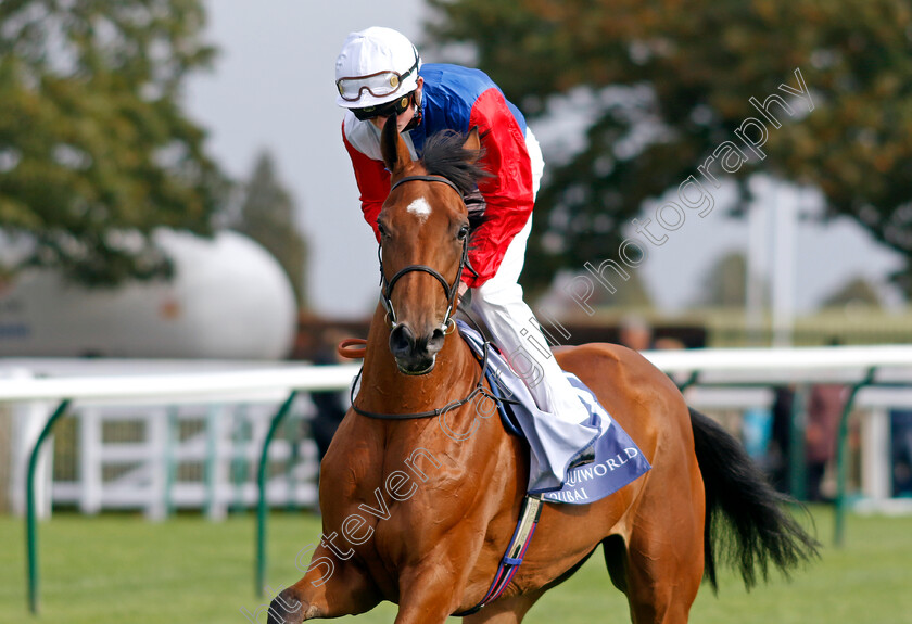 Fair-Point-0003 
 FAIR POINT (Rob Hornby)
Newmarket 27 Sep 2024 - Pic Steven Cargill / Racingfotos.com