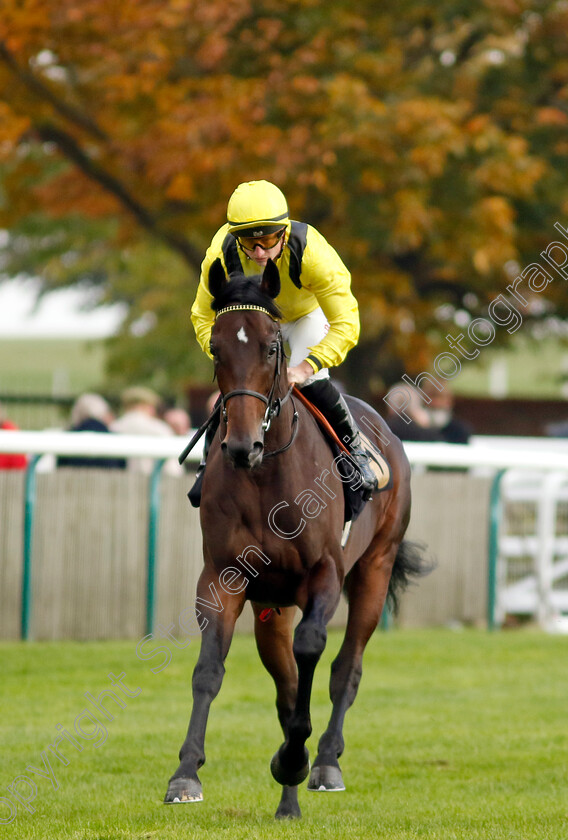 Daarkom-0001 
 DAARKOM (Tom Marquand)
Newmarket 25 Oct 2023 - Pic Steven Cargill / Racingfotos.com