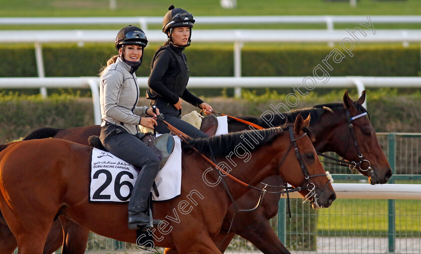 The-Caribbean-0002 
 THE CARIBBEAN training at the Dubai Racing Carnival
Meydan 1 Mar 2024 - Pic Steven Cargill / Racingfotos.com