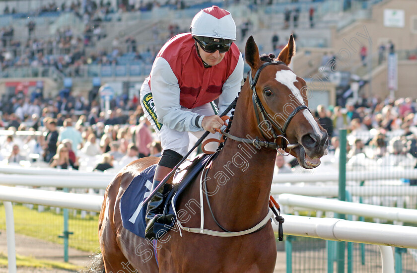 Shazani-0001 
 SHAZANI (Connor Beasley)
Doncaster 13 Sep 2024 - Pic Steven Cargill / Racingfotos.com