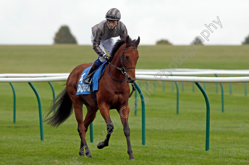 Mitbaahy 
 MITBAAHY (David Egan)
Newmarket 8 Oct 2021 - Pic Steven Cargill / Racingfotos.com