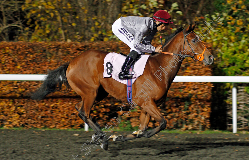 Mushtaq-0001 
 MUSHTAQ (Sean Levey) Kempton 22 Nov 2017 - Pic Steven Cargill / Racingfotos.com