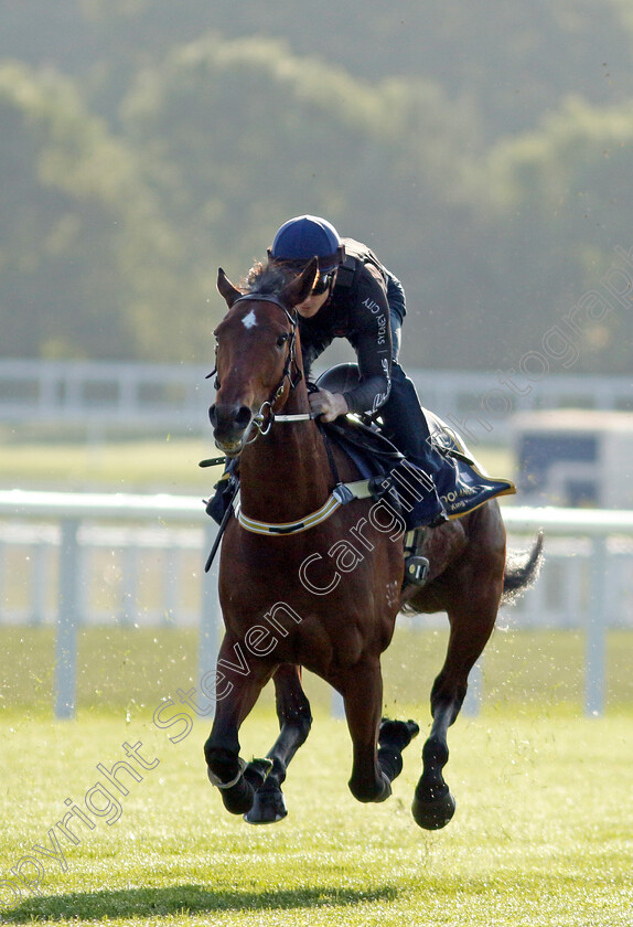 Coolangatta-0009 
 COOLANGATTA (James McDonald) preparing for Royal Ascot
Ascot 14 Jun 2023 - Pic Steven Cargill / Racingfotos.com