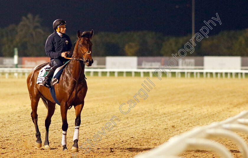 Westover-0004 
 WESTOVER (Ryan Moore) training for the Sheema Classic
Meydan, Dubai, 23 Mar 2023 - Pic Steven Cargill / Racingfotos.com