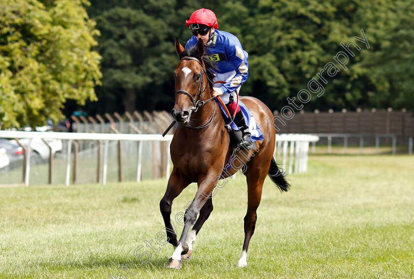 Camachess-0001 
 CAMACHESS (Andrew Mullen)
Pontefract 10 Jul 2018 - Pic Steven Cargill / Racingfotos.com