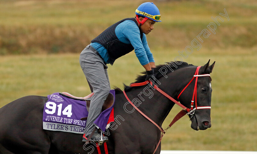 Tyler s-Tribe-0001 
 TYLER'S TRIBE training for the Breeders' Cup Juvenile Turf Sprint
Keeneland USA 1 Nov 2022 - Pic Steven Cargill / Racingfotos.com