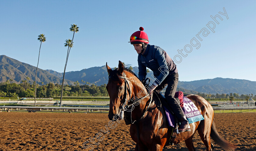 River-Tiber-0002 
 RIVER TIBER training for The Breeders' Cup Juvenile Turf 
Santa Anita USA, 31 October 2023 - Pic Steven Cargill / Racingfotos.com