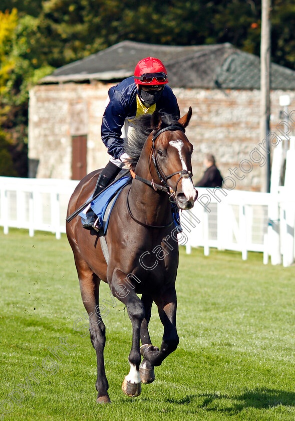 Sunset-In-Paris-0001 
 SUNSET IN PARIS (Pat Dobbs)
Salisbury 1 Oct 2020 - Pic Steven Cargill / Racingfotos.com