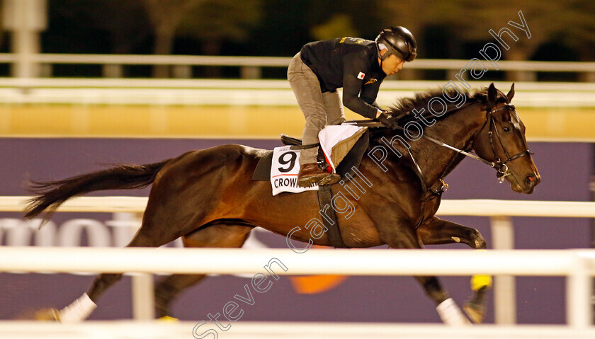 Crown-Pride-0001 
 CROWN PRIDE training for The Dubai World Cup
Meydan, Dubai, 22 Mar 2023 - Pic Steven Cargill / Racingfotos.com