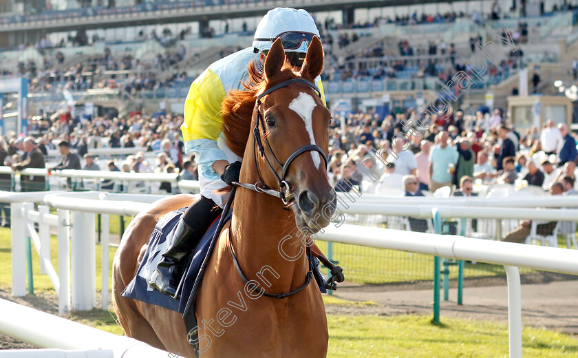 Gulya-0001 
 GULYA (Silvestre de Sousa)
Doncaster 13 Sep 2024 - Pic Steven Cargill / Racingfotos.com