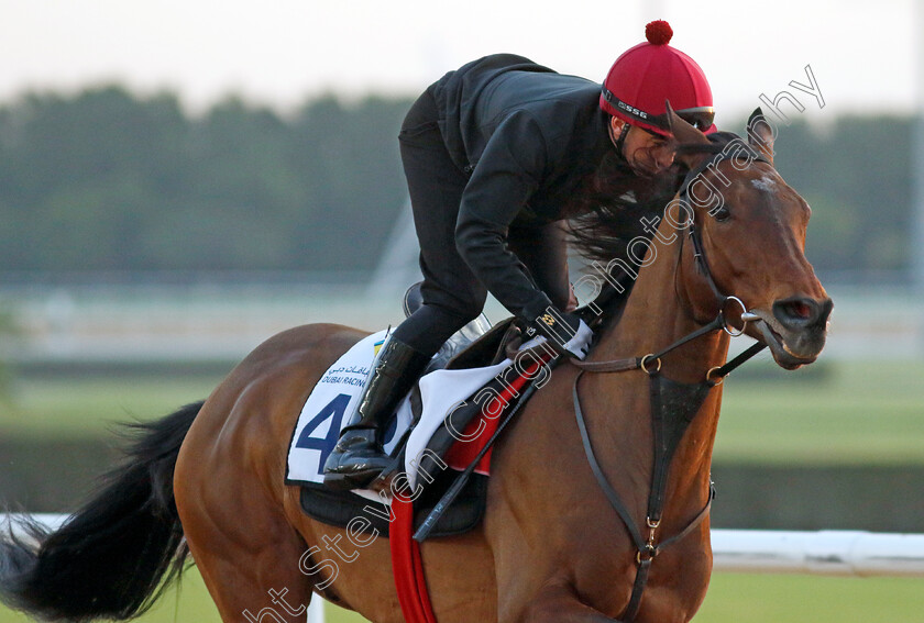 Epic-Poet-0001 
 EPIC POET training at the Dubai Racing Carnival
Meydan 22 Jan 2025 - Pic Steven Cargill / Racingfotos.com