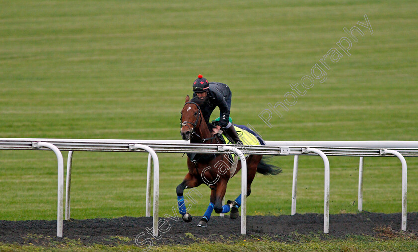 Cracksman-0005 
 CRACKSMAN cantering up Warren Hill in Newmarket 13 Oct 2017 - Pic Steven Cargill / Racingfotos.com