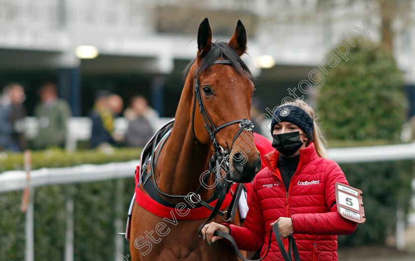 Doctor-Parnanssus-0002 
 DOCTOR PARNASSUS winner of The SBK Betting Podcast Juvenile Hurdle
Ascot 22 Jan 2022 - Pic Steven Cargill / Racingfotos.com