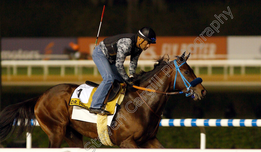 Dr-Schivel-0001 
 DR SCHIVEL training for The Golden Shaheen
Meydan, Dubai, 24 Mar 2022 - Pic Steven Cargill / Racingfotos.com