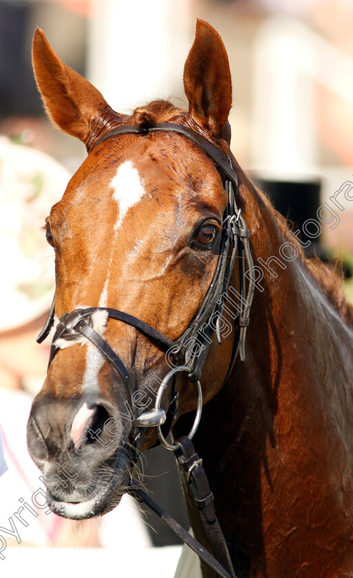 Cleonte-0009 
 CLEONTE after The Queen Alexandra Stakes
Royal Ascot 22 Jun 2019 - Pic Steven Cargill / Racingfotos.com