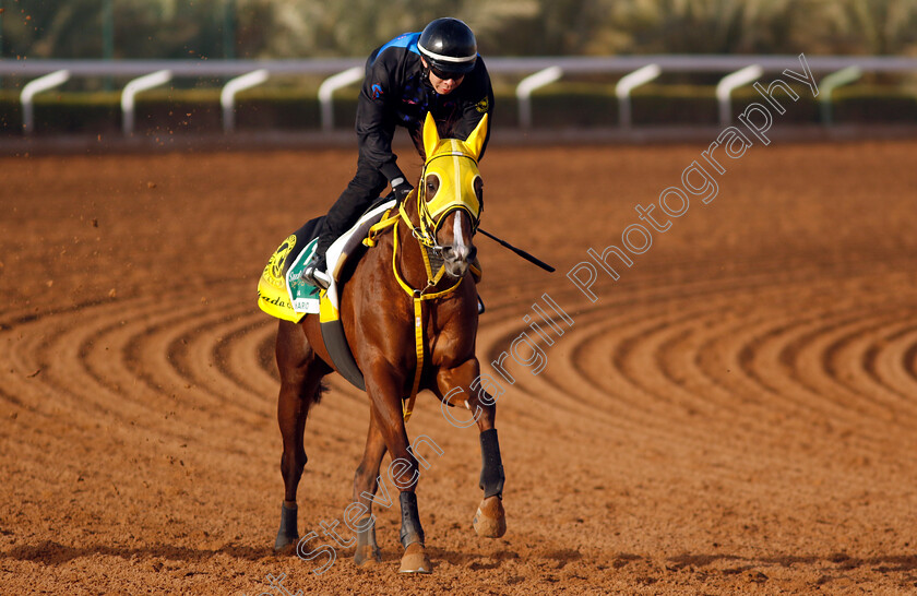 Meisho-Hario-0002 
 MEISHO HARIO training for The Saudi Cup
King Abdulaziz Racecourse, Saudi Arabia 20 Feb 2024 - Pic Steven Cargill / Racingfotos.com