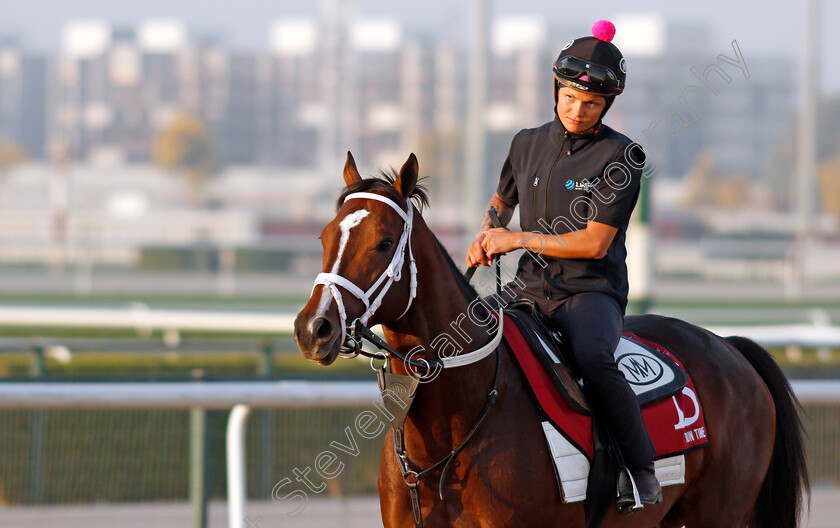 Run-Time-0002 
 RUN TIME exercising in preparation for The Dubai Gold Cup Meydan 28 Mar 2018 - Pic Steven Cargill / Racingfotos.com