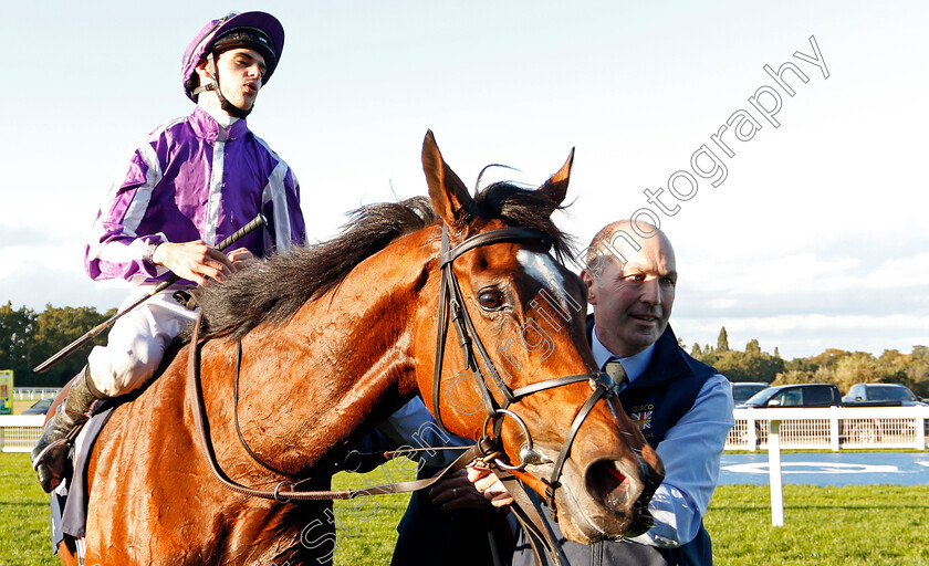 Magical-0008 
 MAGICAL (Donnacha O'Brien) after The Qipco Champion Stakes
Ascot 19 Oct 2019 - Pic Steven Cargill / Racingfotos.com