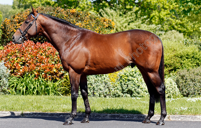 Massaat-0001 
 MASSAAT Shadwell Stud 8 May 2018 - Pic Steven Cargill / Racingfotos.com