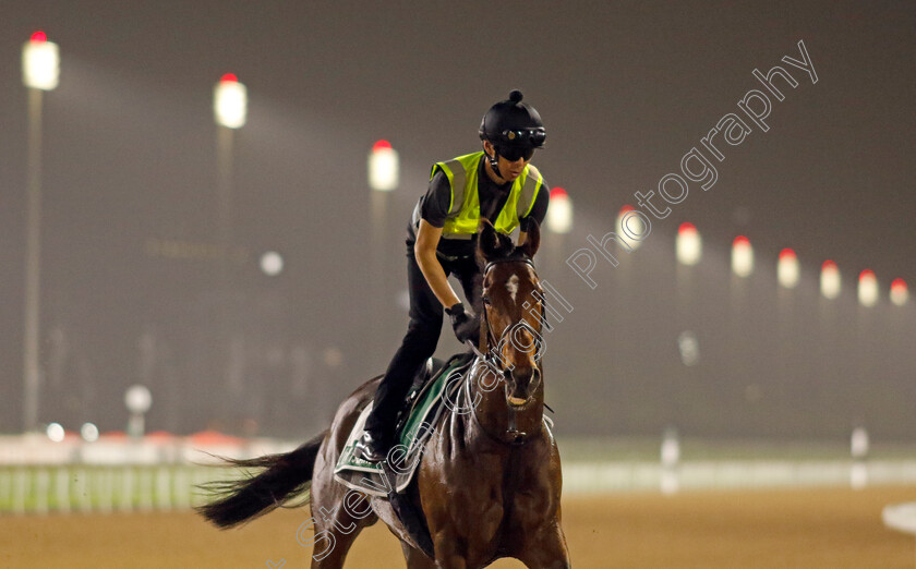 Liberty-Island-0002 
 LIBERTY ISLAND training for The Sheema Classic
Meydan Dubai 26 Mar 2024 - Pic Steven Cargill / Racingfotos.com