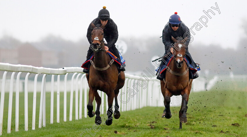 Complete-Unknown-and-Hermes-Allen-0002 
 COMPLETE UNKNOWN (left, Gavin Sheehan) with HERMES ALLEN (right, Freddie Gingell)
Coral Gold Cup Gallops Morning
Newbury 21 Nov 2023 - Pic Steven Cargill / Racingfotos.com