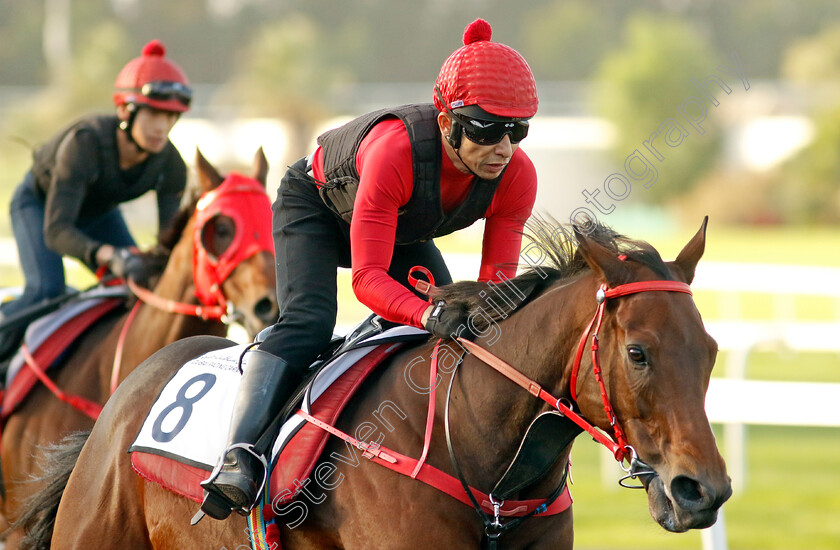 Romantic-Warrior-0011 
 ROMANTIC WARRIOR training at the Dubai Racing Carnival
Meydan 2 Jan 2025 - Pic Steven Cargill / Racingfotos.com